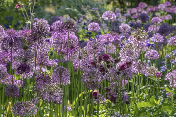 Ornamental leek (Allium sp.), inflorescence, district educational garden, Burgsteinfurt, Steinfurt, Münsterland, North Rhine-Westphalia, Germany