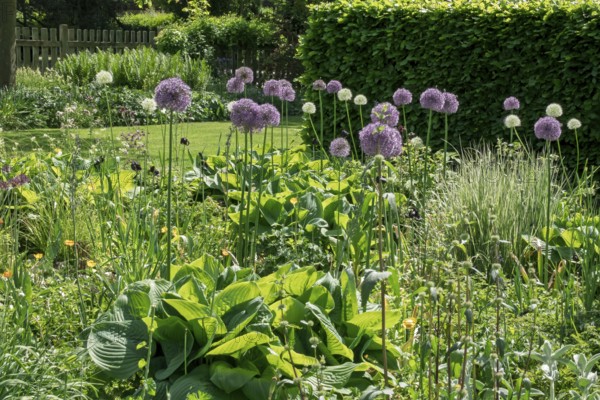 Perennial bed with alliums, district educational garden, Burgsteinfurt, Münsterland, North Rhine-Westphalia, Germany