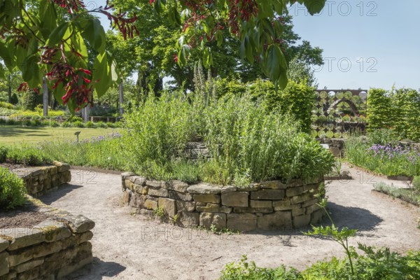 Herb garden and flowers of the Aesculus pavia, Aesculus pavia, district educational garden, Burgsteinfurt, Münsterland, North Rhine-Westphalia, Germany