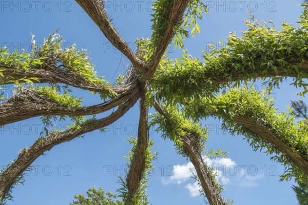 Roof of a willow dome, district educational garden, Burgsteinfurt, Steinfurt, Münsterland, North Rhine-Westphalia, Germany