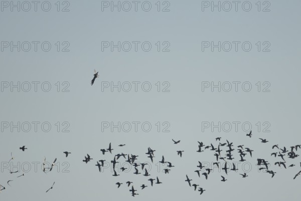 Eurasian wigeon duck (Mareca penelope) adult birds in flight in a flock with a Marsh harrirer diving down chasing them, England, United Kingdom