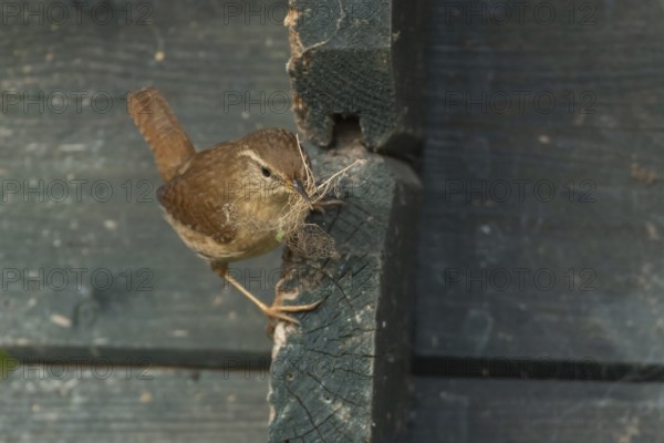 Eurasian wren (Troglodytes troglodytes) adult bird with nesting material in its beak on a garden shed, England, United Kingdom
