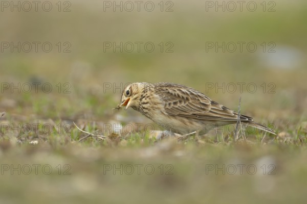 Eurasian skylark (Alauda arvensis) adult bird feeding in grassland, England, United Kingdom