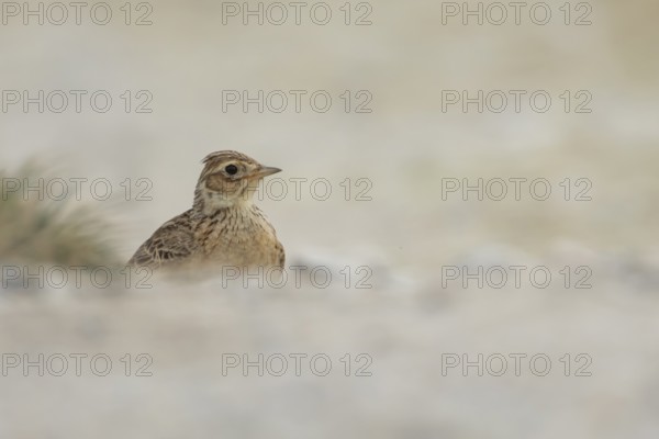 Eurasian skylark (Alauda arvensis) adult bird on a path, England, United Kingdom