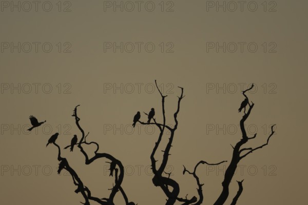Red kite (Milvus milvus) silhouette of an adult birds on a tree at sunset, England, United Kingdom