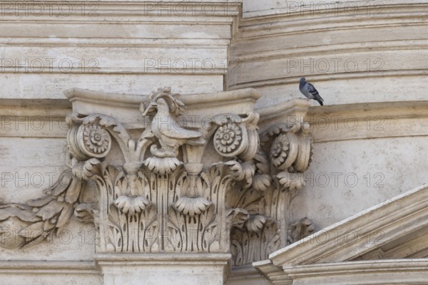 Feral pigeon (Columba livia domestica) adult bird on an urban city building, Rome, Italy