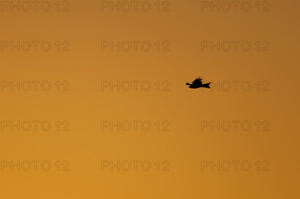 Red kite (Milvus milvus) silhouette of an adult bird in flight at sunset, England, United Kingdom