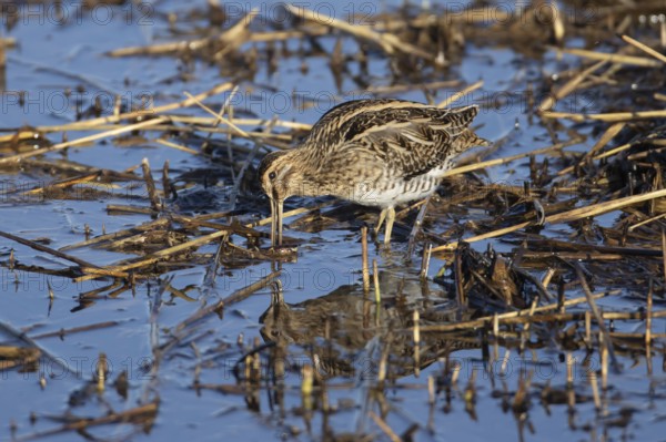 Common snipe (Gallinago gallinago) adult bird feeding in shallow water of a reedbed, England, United Kingdom