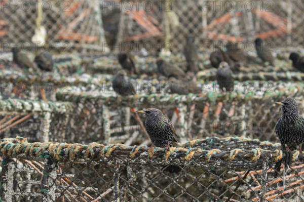 European starling (Sturnus vulgaris) adult birds on lobster pots in a harbour, England, United Kingdom