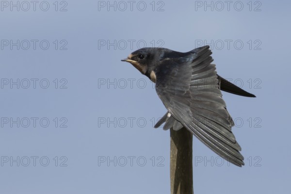 Barn swallow (Hirundo rustica) juvenile young baby bird stretching its wing on a tree branch, England, United Kingdom