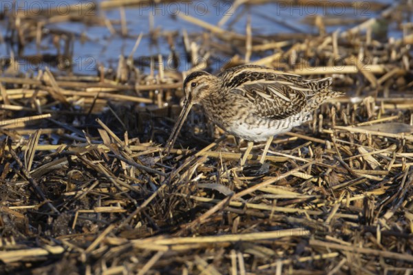 Common snipe (Gallinago gallinago) adult bird feeding in a reedbed, England, United Kingdom