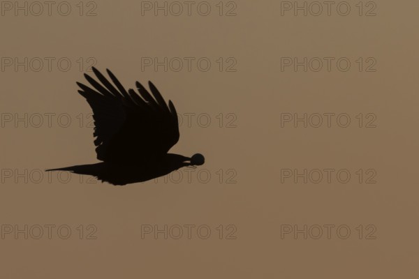 Carrion crow (Corvus corone) silhouette of an adult bird in flight at sunset, England, United Kingdom