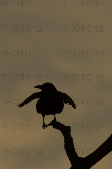 Carrion crow (Corvus corone) silhouette of an adult bird on a tree branch at sunset, England, United Kingdom