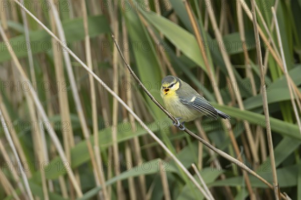 Blue tit (Cyanistes Caeruleus) juvenile bird calling on a tree branch, England, United Kingdom