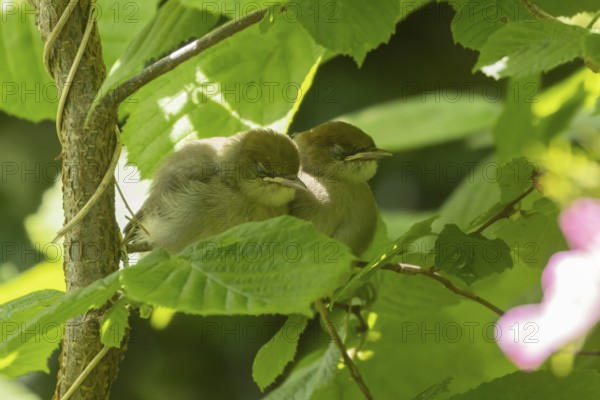 Blackcap (Sylvia atricapilla) two juvenile baby birds sleeping on a tree branch, England, United Kingdom