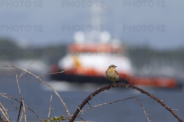 Northern wheatear (Oenanthe oenanthe) adult bird on a bramble branch with a boat in the background, Felixstowe docks, Suffolk, England, United Kingdom