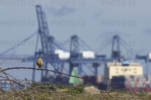 Northern wheatear (Oenanthe oenanthe) adult bird on a bramble branch with urban cranes in the background, Felixstowe docks, Suffolk, England, United Kingdom