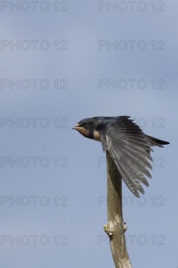 Barn swallow (Hirundo rustica) juvenile young baby bird stretching its wing on a tree branch, England, United Kingdom