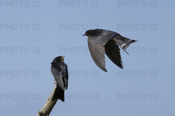 Barn swallow (Hirundo rustica) adult bird in flight with a young baby calling for food, England, United Kingdom
