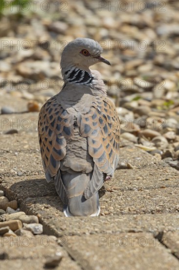Turtle dove (Streptopelia turtur) adult bird on a garden path, England, United Kingdom
