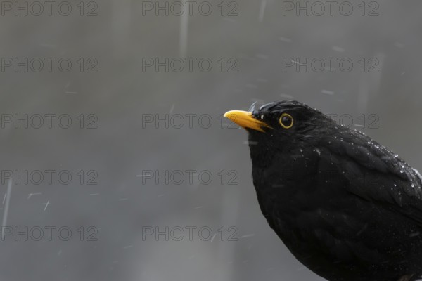 Eurasian blackbird (Turdus merula) adult bird in a rain storm, England, United Kingdom
