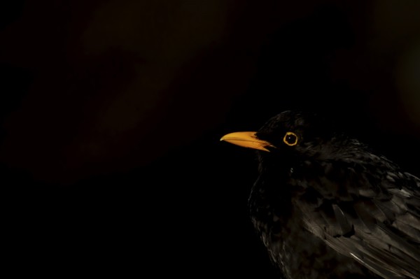 Eurasian blackbird (Turdus merula) adult bird head portrait, England, United Kingdom