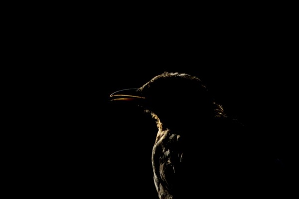 Eurasian blackbird (Turdus merula) adult bird head portrait backlit, England, United Kingdom
