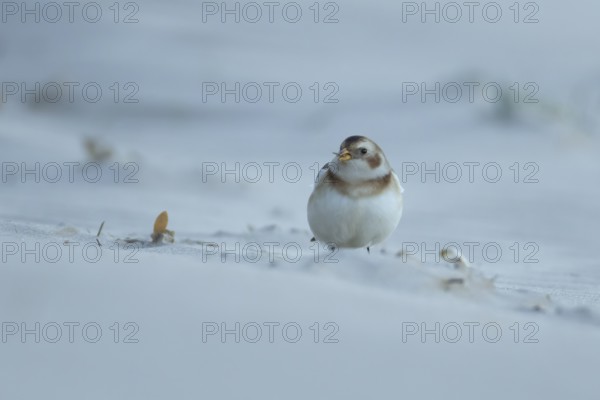 Snow bunting (Plectrophenax nivalis) adult bird feeding on a sandy beach in winter, England, United Kingdom