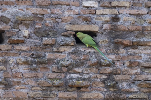 Ring-necked parakeet (Psittacula krameri) adult bird next to a hole in an ancient wall in the city, Rome, Italy
