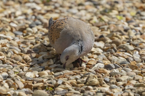 Turtle dove (Streptopelia turtur) adult bird on a garden shingle path, England, United Kingdom