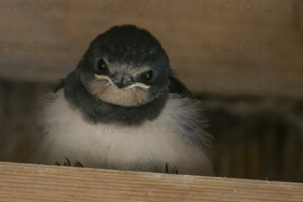 Barn swallow (Hirundo rustica) juvenile young baby bird on a wooden beam, England, United Kingdom