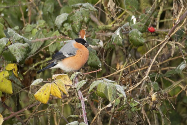 Eurasian bullfinch (Pyrrhula pyrrhula) adult male bird feeding in a hedgerow in winter, England, United Kingdom