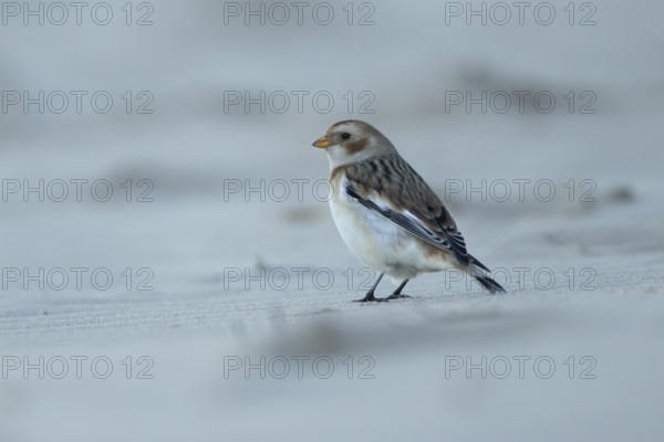 Snow bunting (Plectrophenax nivalis) adult bird on a sandy beach in winter, England, United Kingdom