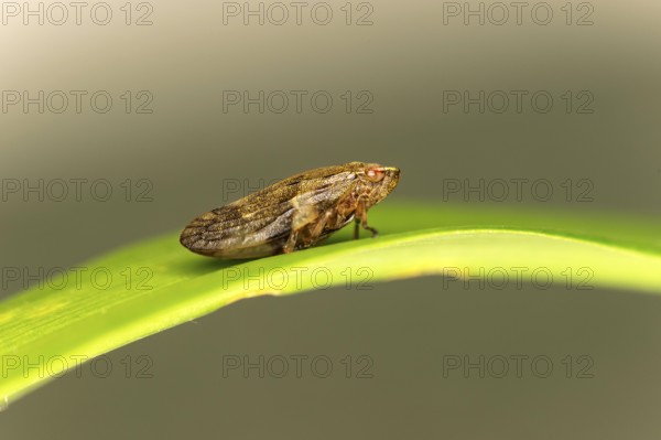 Alder foam cicada (Aphrophora alni), Valais, Switzerland