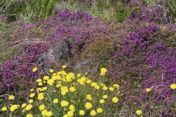 Colourful flower meadow with yellow dandelions and purple plants, bell heather, Stromness, Mainland, Orkney Islands, Scotland, Great Britain