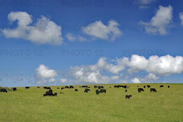 Black cows on a green meadow under a blue sky with white clouds, Mainland, Orkney Islands, Scotland, Great Britain