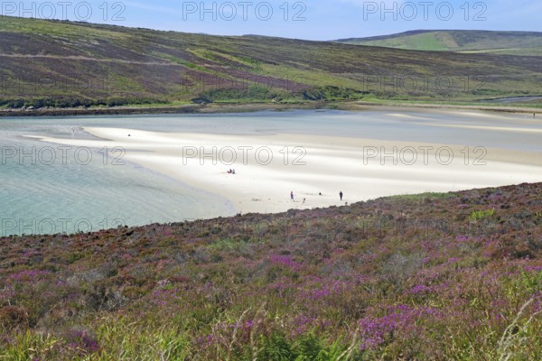 Empty sandy beach with gentle dunes and flowering heather under a clear sky, Mainland, Orkney Islands, Scotland, Great Britain