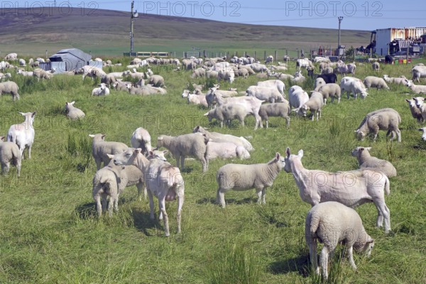 Large flock of sheep in a green pasture surrounded by a rural atmosphere, Mainland, Orkney Islands, Scotland, United Kingdom
