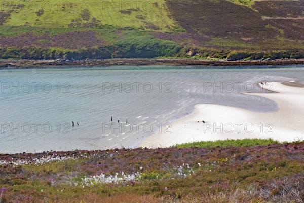 People enjoying leisure activities on a sandy beach with clear water, Mainland, Orkney Islands, Scotland, United Kingdom