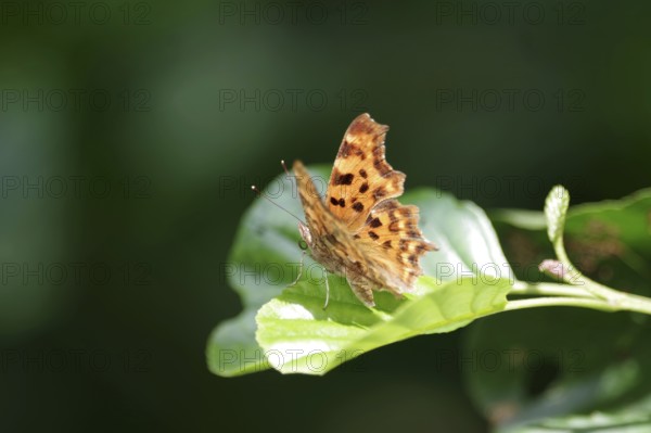 C-moth (Polygonia c-album), leaf, orange, wing, Germany, The C-moth has opened its orange wings