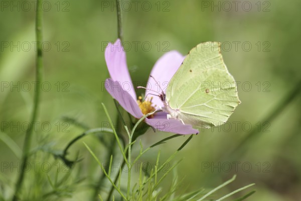 Lemon butterfly (Gonepteryx rhamni), colourful, nectar, summer, The lemon butterfly sucks nectar from the flower of a cosmea