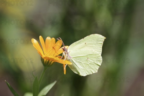 Lemon butterfly (Gonepteryx rhamni), marigold, nectar, The lemon butterfly sits on a marigold and sucks nectar from the flower