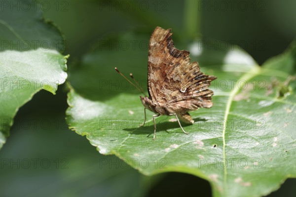 C-moth (Polygonia c-album), leaf, underside of wing, Germany, Lateral view of a C-moth with closed wings
