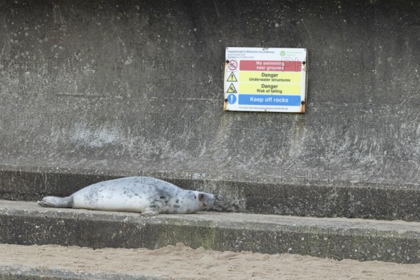 Grey seal (Halichoerus grypus) adult animal resting on a concrete sea defence looking at a warning sign behind, Norfolk, England, United Kingdom