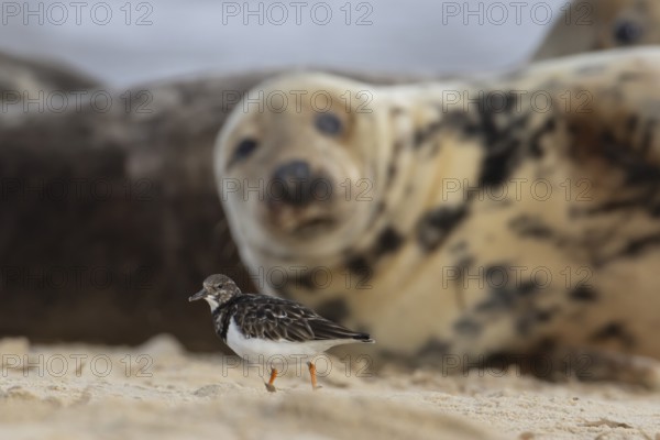 Grey seal (Halichoerus grypus) adult animal on a beach watching a Turnstone bird, Norfolk, England, United Kingdom