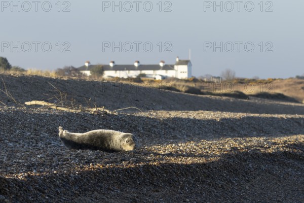 Grey seal (Halichoerus grypus) adult animal resting on a beach with cottages in the background, Dunwich, Suffolk, England, United Kingdom
