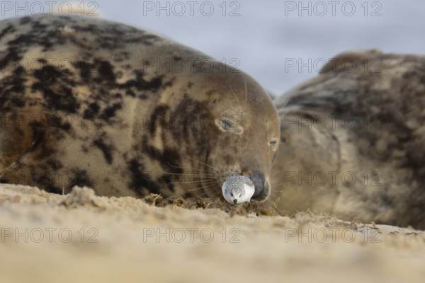 Grey seal (Halichoerus grypus) adult animal sleeping on a beach as a Sanderling wading bird feeds closeby, Norfolk, England, United Kingdom