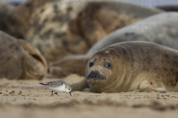 Grey seal (Halichoerus grypus) adult animal on a beach watching a Sanderling wading bird feeding, Norfolk, England, United Kingdom