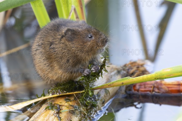 Water vole (Arvicola amphibius) adult animal feeding on pond weed in a lake, England, United Kingdom