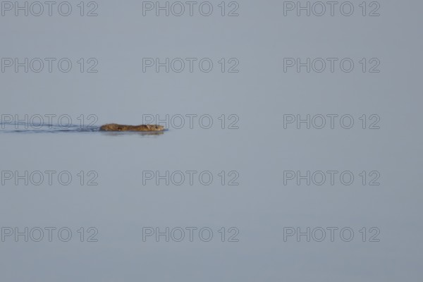 Brown rat (Rattus norvegicus) adult animal swimming on the water surface of a lake, England, United Kingdom
